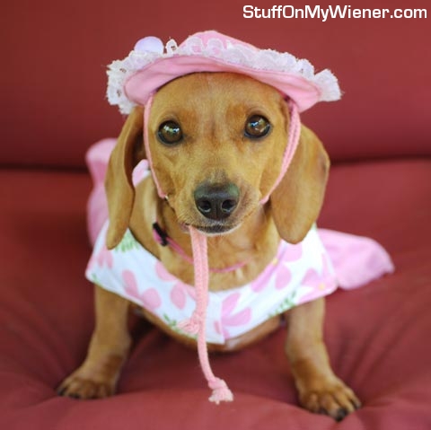 Butter-hat-dress Butter in a hat and dress.