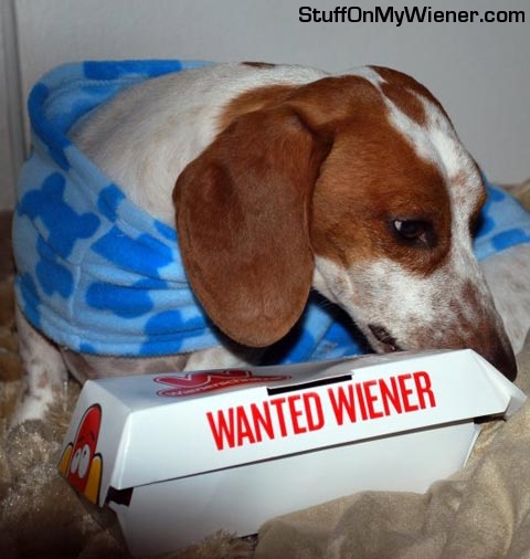 Cooper-wanted Cooper sniffs a Wienerschnitzel box.