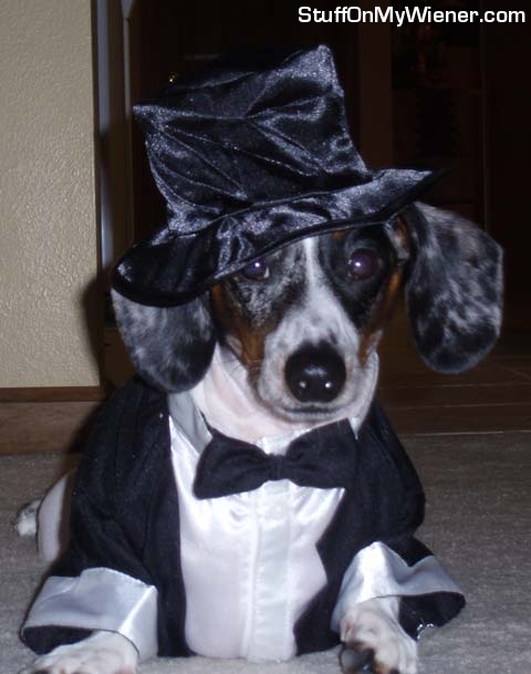 Gus-tux Gus in a tux and top hat.