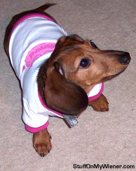 Nixie-pampered Nixie in her pampered shirt.
