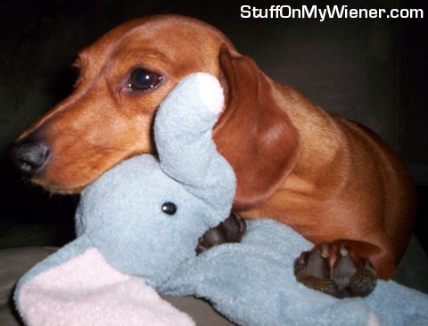 Angel-elephant Angel and stuffed elephant.