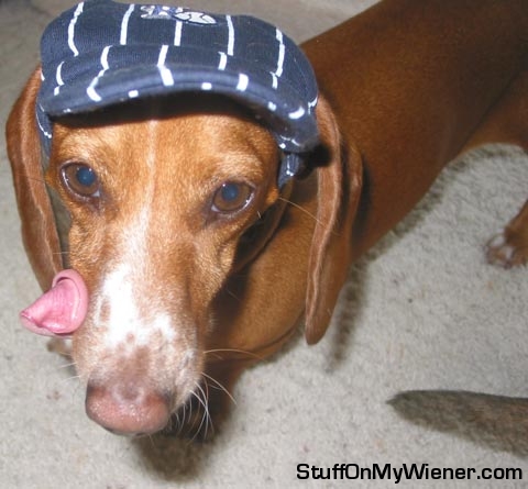 Frankie-hat Frankie in a baseball hat.