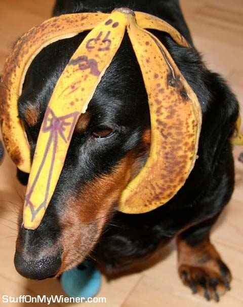 Linus-Nannerpuss Linus with banana on his head.