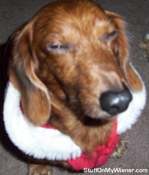 Max-santa Max in Santa vest.