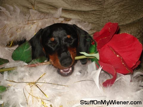 Bailey-rose Bailey with a rose.