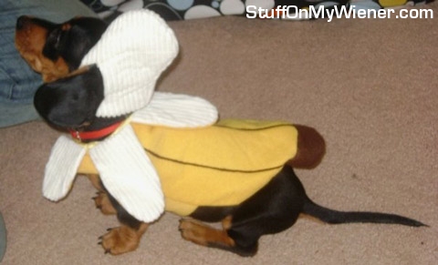 Bosco-banana Bosco in a banana costume.