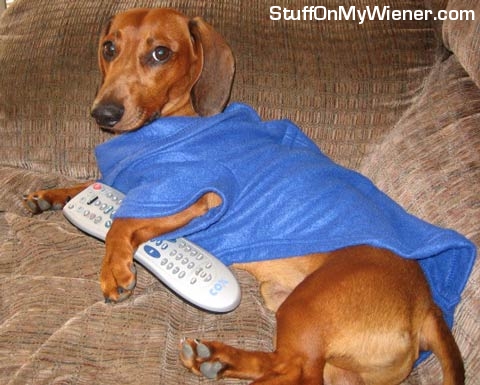 Bubbs-Snuggie Bubbs in a Snuggie and his remote.