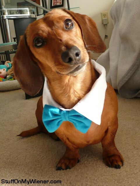 Buster-bow-tie Buster in a bowtie.