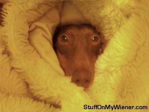 Eskimo-Anya Anya snuggled up in a furry blanket.