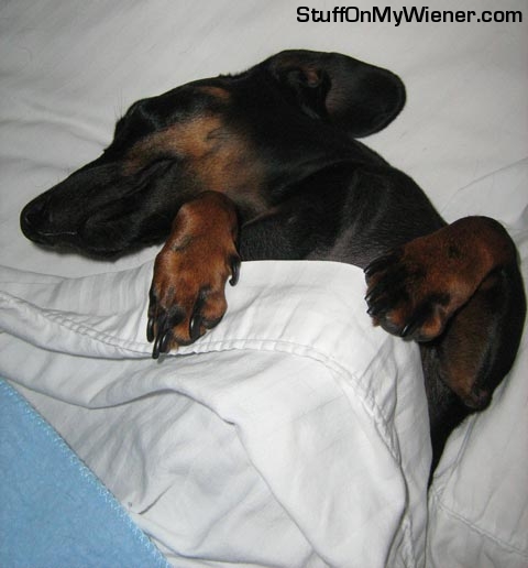 Ziggy-bed Ziggy tucked into bed.