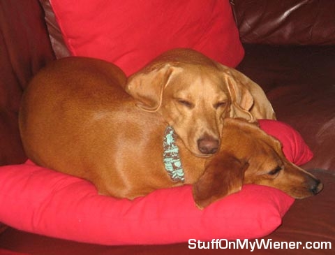 Acorn-Willow-pillow Acorn uses Willow as a pillow.