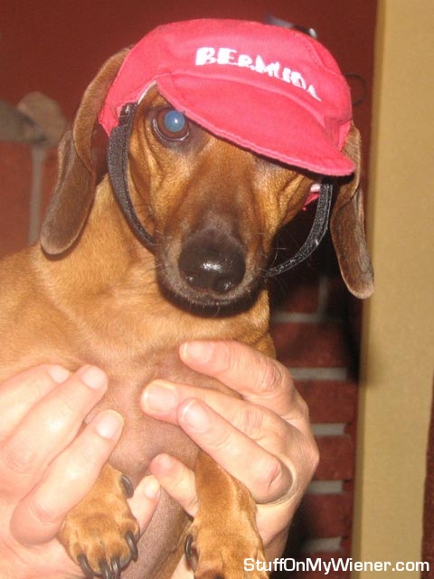 Annie-cap Annie in a Bermuda baseball cap.