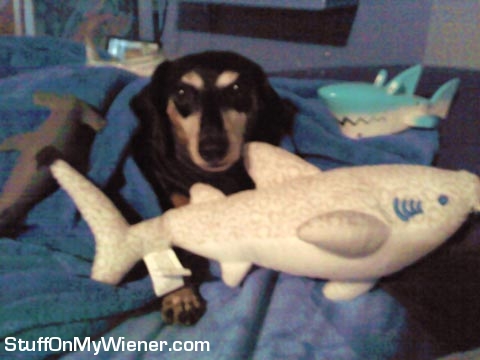 BabyRowe-sharks BabyRowe with sharks.
