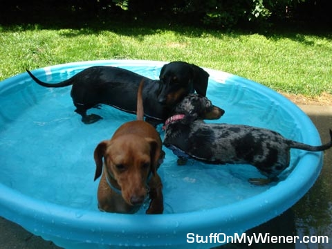 Bailey-Chloe-Sadie-Pool Bailey, Chloe, Sadie in the pool.