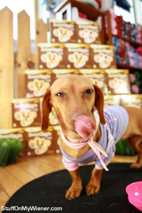 Brandee-Ice-Cream Brandee licking chops from ice cream.