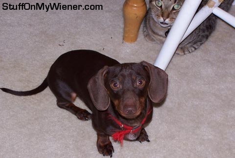 Buster-Oz Buster waits to walk as Oz looks on.