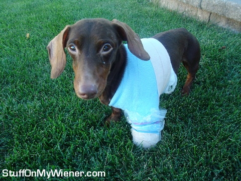Chester-cast Chester in a cast.