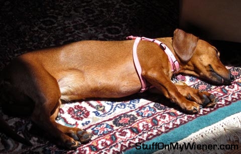 Ginny-sun Ginny in the sun.