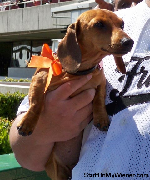 Lady-Vuitton-races Lady Vuitton at the Dachshund Derby.
