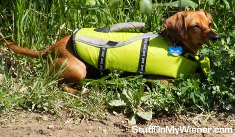 Leloo-rescue Leeloo in a search and rescue vest.