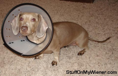 Lizzie-cone-of-shame Lizzie in her cone of shame.
