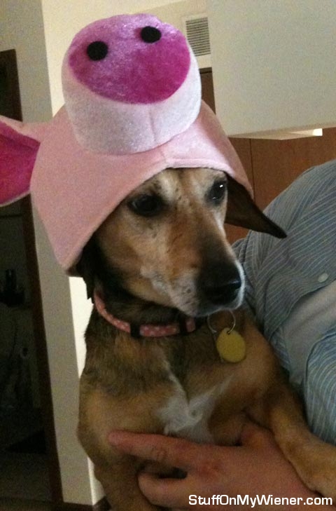 Sophie-pig Sophie in a pig hat.