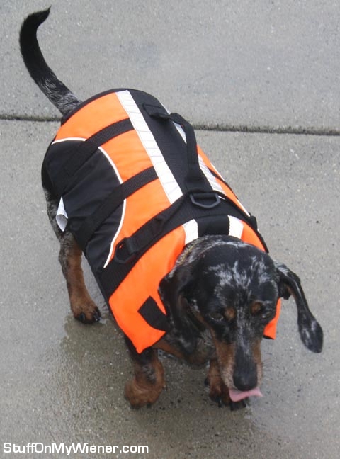 Abbey-lifevest Abbey with a life vest.