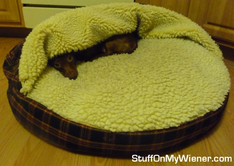 Cocoa in her cave.