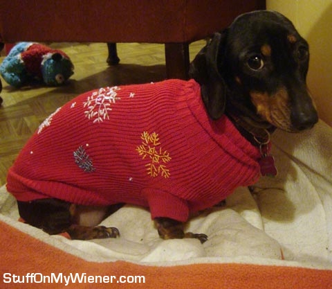 Poppy in a sweater.