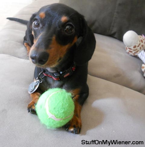 Clyde with a tennis ball.