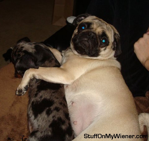 Bebe hugging Chewy.
