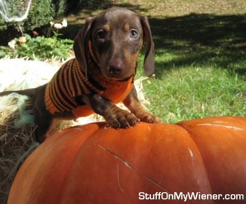 Petey-Pumpkin Petey on a pumpkin.