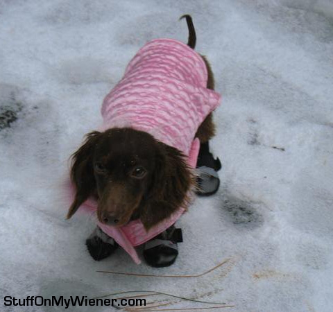 Dutchess in a coat.