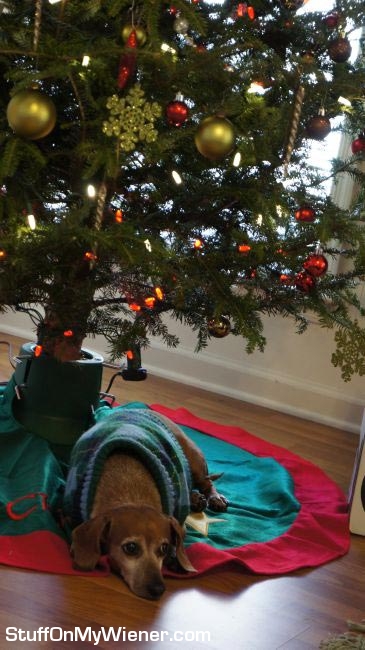 OscarMayer-tree Oscar Mayer under the xmas tree.
