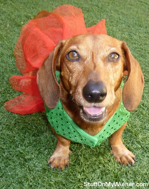 Penny-Christmas-dress Penny in her Christmas dress.