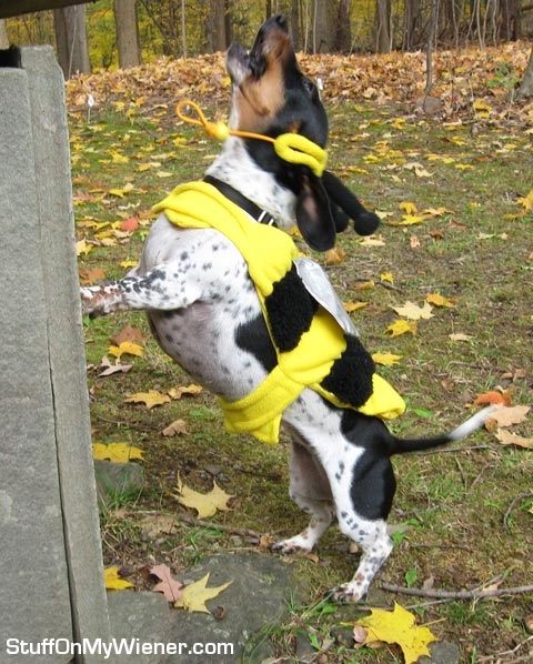 Andie-bee Andie as a bee.