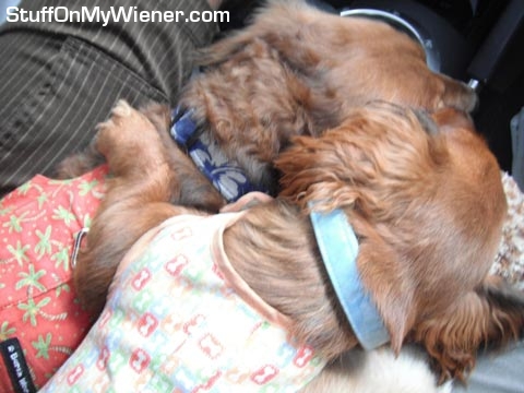 Brandee cuddles Schatzi.
