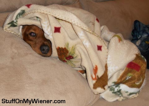Hank in a blanket.