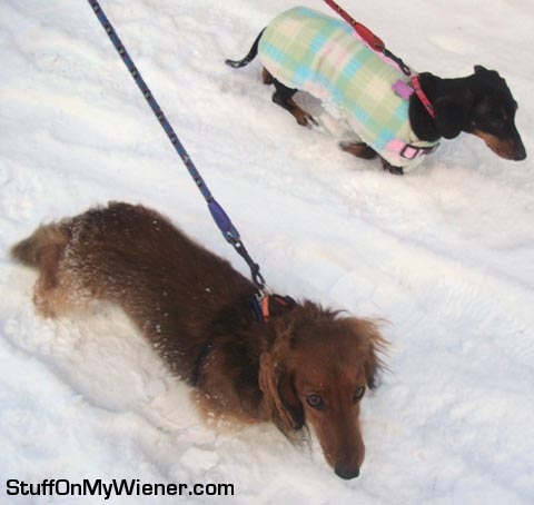 Harry and Poppy in the snow.