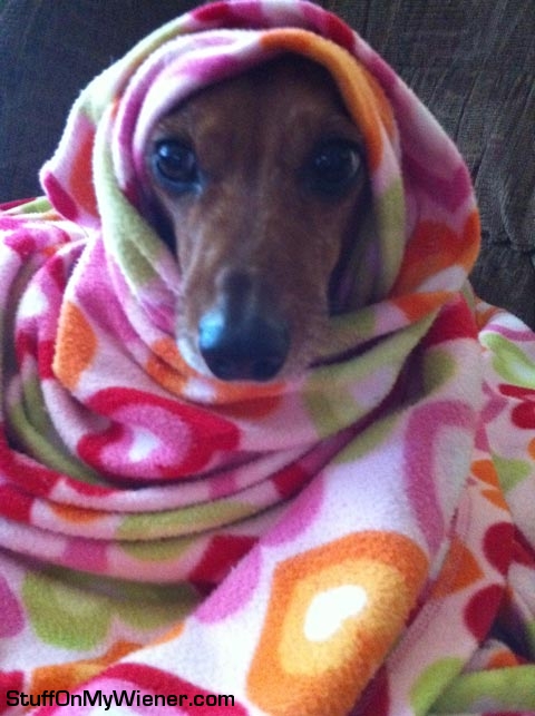 Lexie-blanket Lexie in a blanket.