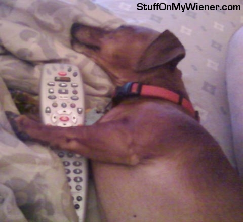 Oskar-remote Oskar asleep with the remote.