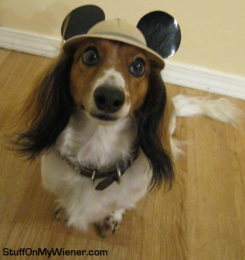 Wrigley-disney-dog Wrigley with a Mickey Mouse hat.