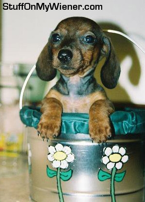 Bubbap-flowerpot Bubba P in a flower pot.