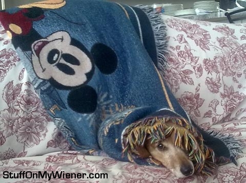 Duncan-blanket Duncan wrapped in a Disney blanket.