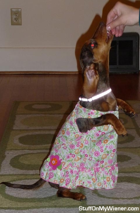 Gretel-dress Gretel in her new dress.