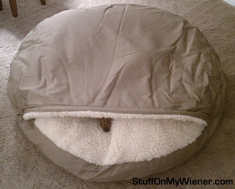 Penny-Bed-nose Penny in giant bed nose out.