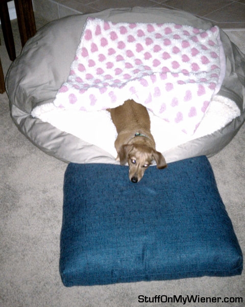 Penny-Bed-pillow Penny in giant bed pillow prop.