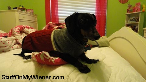 Blackie-sweater Blackie on bed in a sweater.
