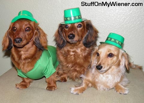 Brandee, Schatzi, and Savannah on St. Patrick's day.