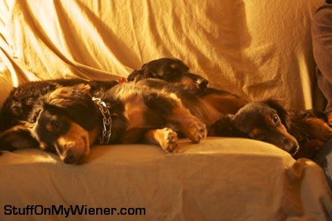 Fritz, Hans, and Noelle napping on the couch for the night.